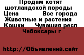 Продам котят шотландской породы › Цена ­ 2 000 - Все города Животные и растения » Кошки   . Чувашия респ.,Чебоксары г.